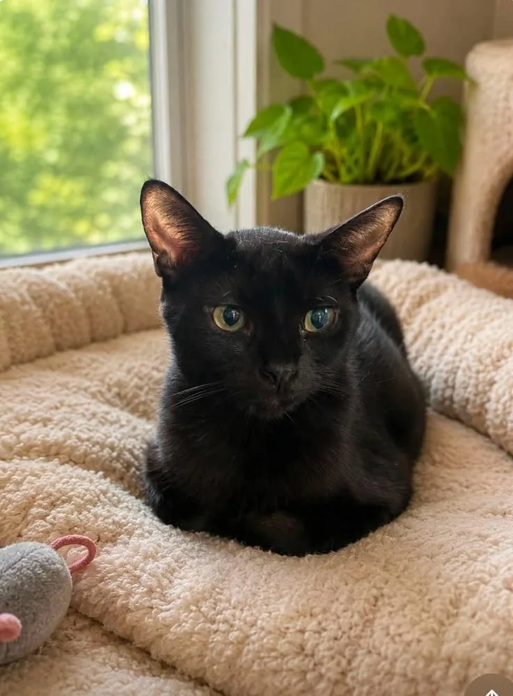 A young medium-sized female Black Domestic Short Hair cat named Teresa for adoption in Milton, DE