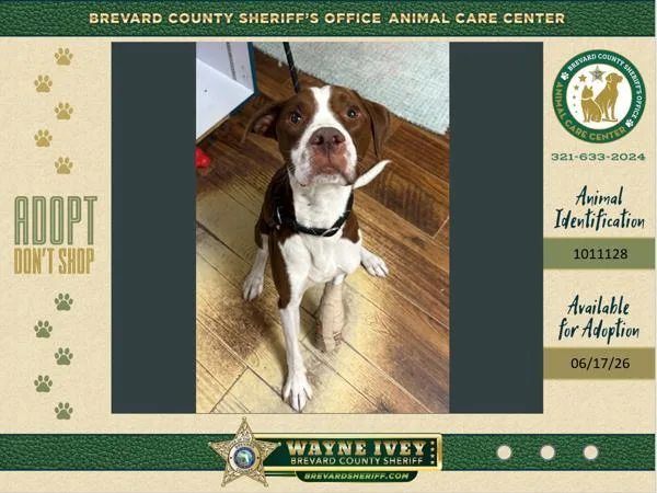 A young medium-sized male Mixed Breed dog named Luffy for adoption in Melbourne, FL