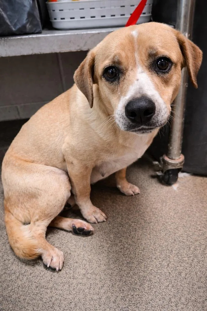 A young medium-sized female Mixed Breed dog named Joanne for adoption in Rome, GA