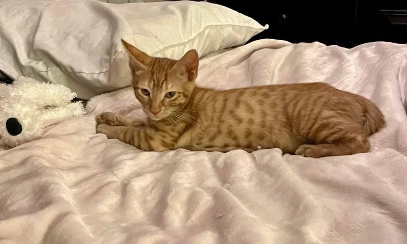 A baby medium-sized male Orange / Red Domestic Short Hair cat named Theo  the shy for adoption in Houston, TX