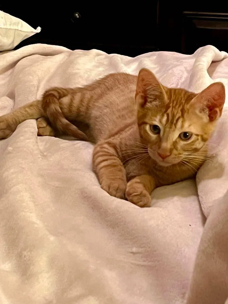 Theo  the shy thumbnail 2