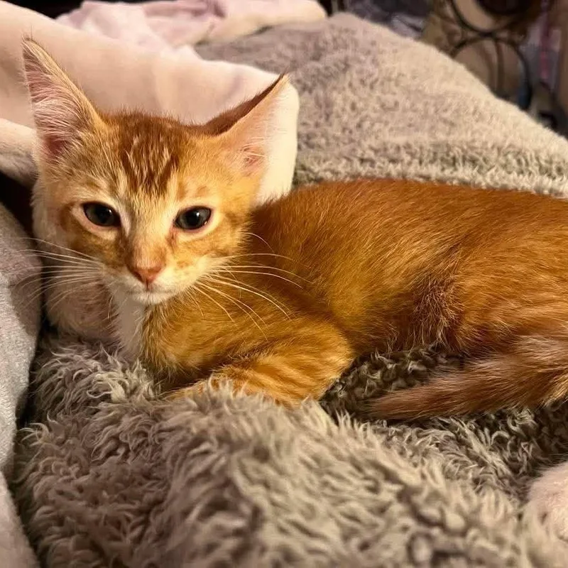 Theo  the shy thumbnail 4