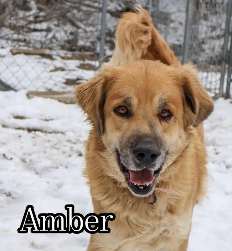 Amber thumbnail 2