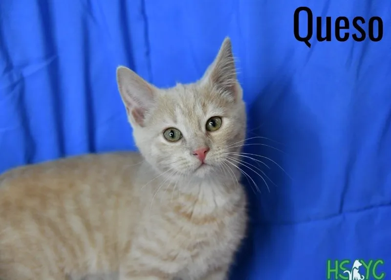 A baby medium-sized female Domestic Short Hair cat named Queso for adoption in Fort Mill, SC