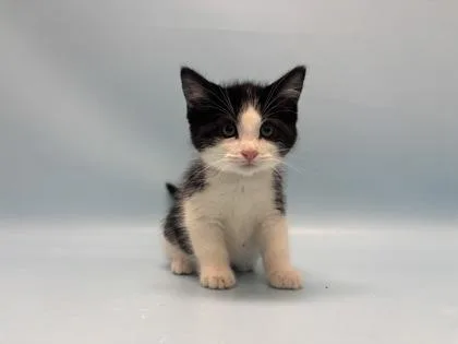 A baby small-sized male Domestic Short Hair cat named Flynn Rider for adoption in Golden Valley, MN