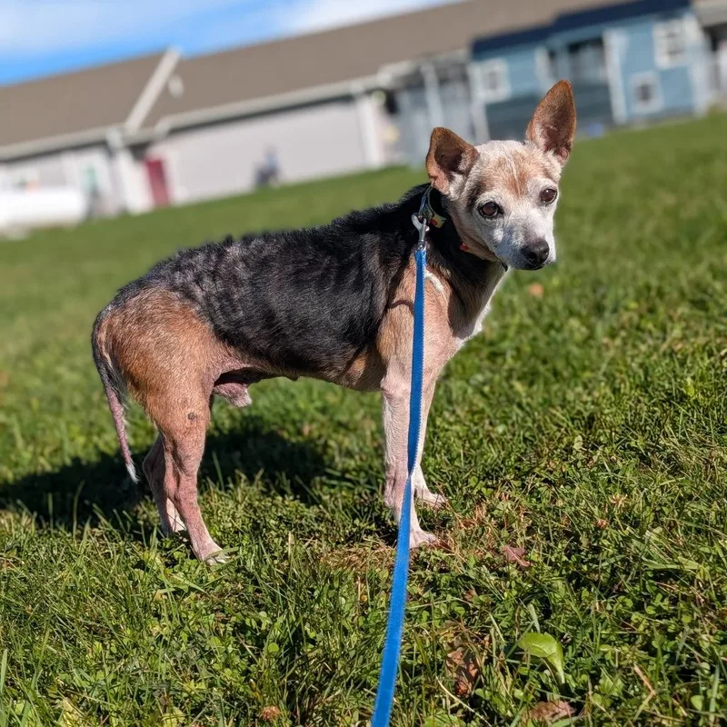 A senior small-sized male Jack Russell Terrier dog named Petie for adoption in East Smithfield , PA