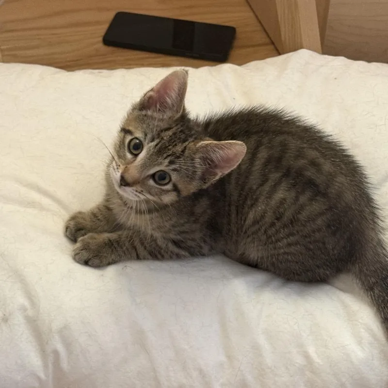 A baby small-sized male Brown / Chocolate Domestic Short Hair cat named Axel for adoption in Middle Village, NY