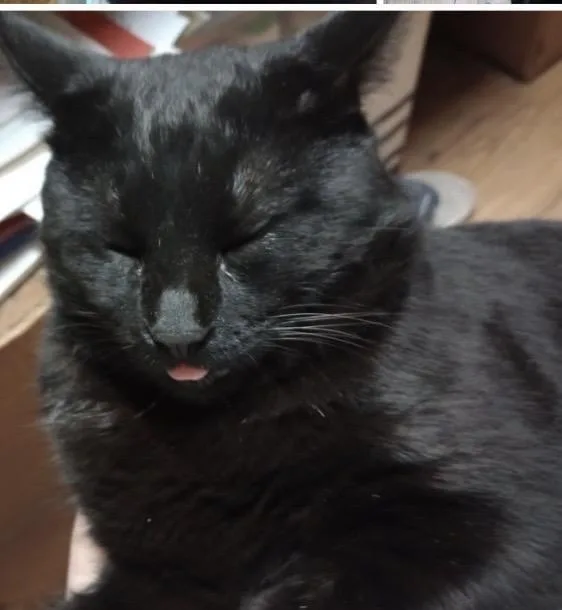 An adult medium-sized male Black Domestic Short Hair cat named Milo for adoption in Porter, TX
