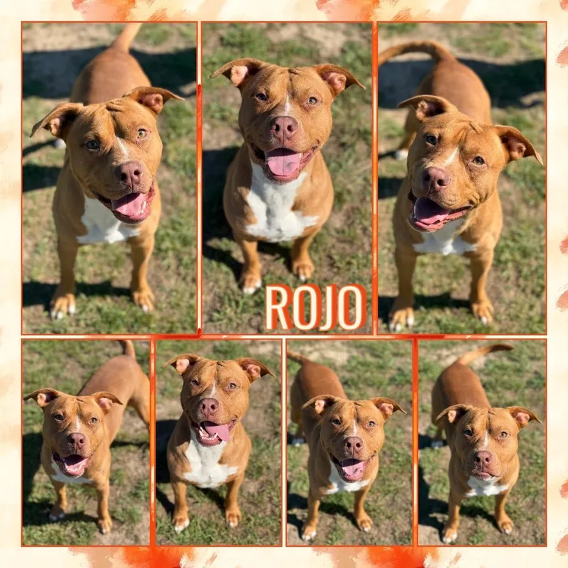 A young medium-sized male Red / Chestnut / Orange Pit Bull Terrier dog named Rojo for adoption in Fort Smith, AR