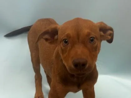 A baby small-sized female Labrador Retriever dog named Catapult for adoption in Woodbury, MN