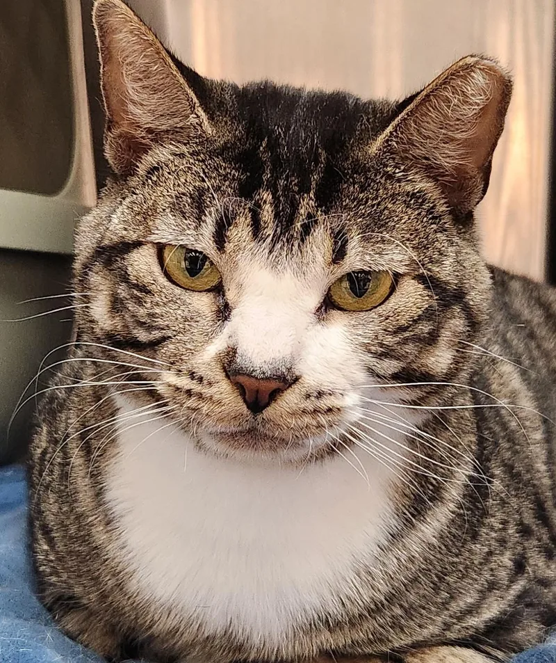 A young medium-sized male Gray & White Domestic Short Hair cat named Marco for adoption in San Antonio, TX