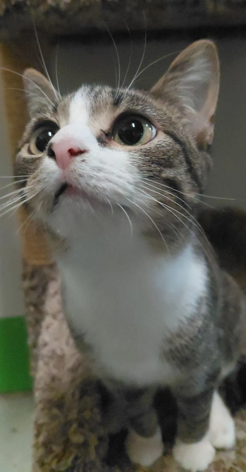 An adult medium-sized female Domestic Short Hair cat named Wonder for adoption in Billings, MT