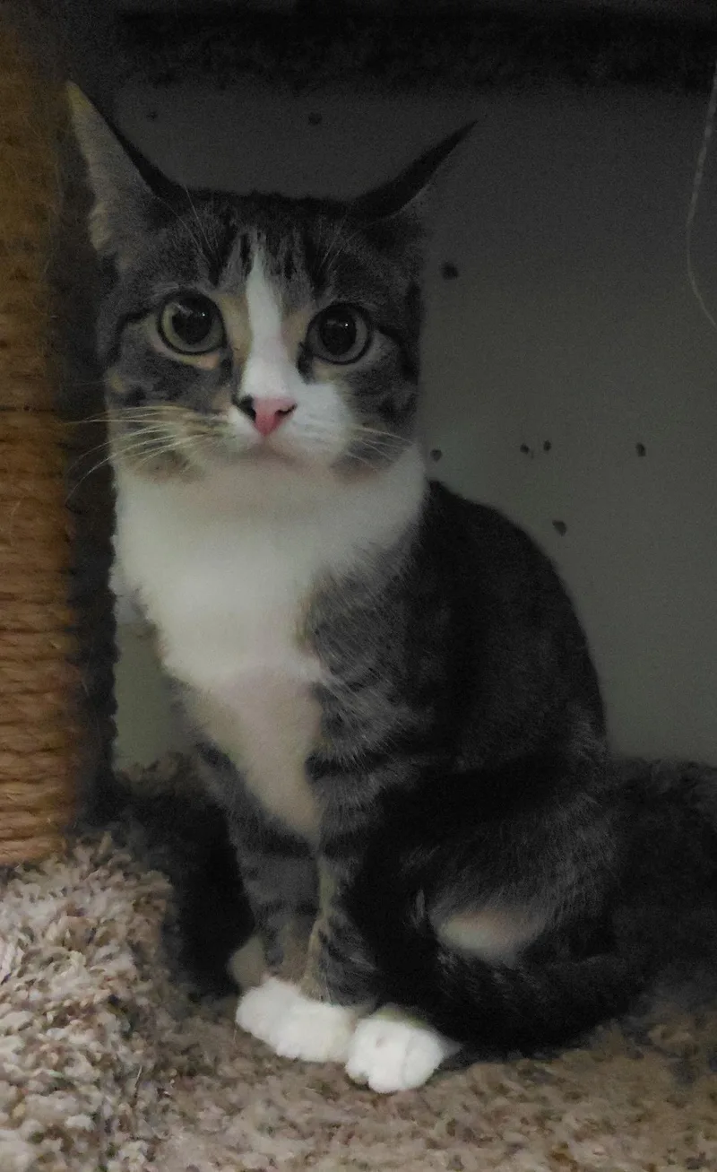 Wonder thumbnail 2