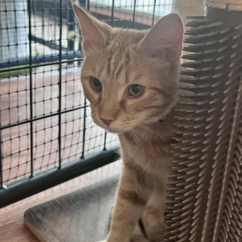 A baby medium-sized male Orange / Red Domestic Short Hair cat named Bumpy for adoption in Saratoga Springs, NY