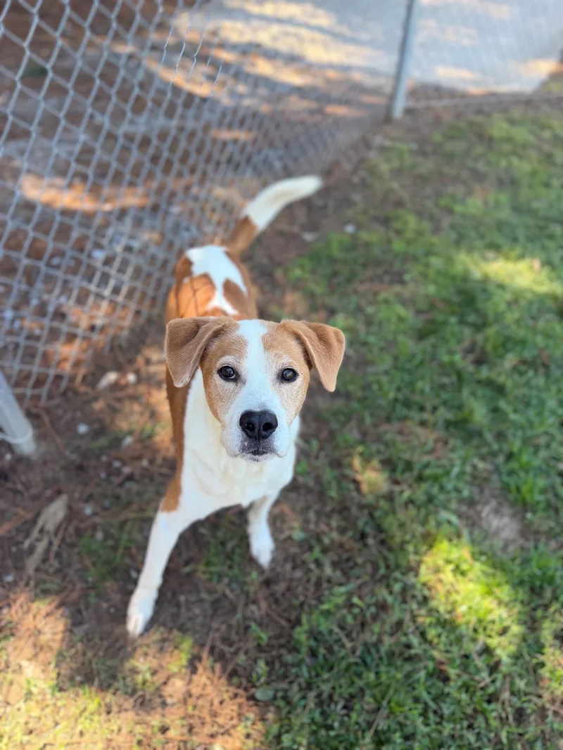 A senior medium-sized male Hound dog named Rowdy for adoption in Summerdale, AL