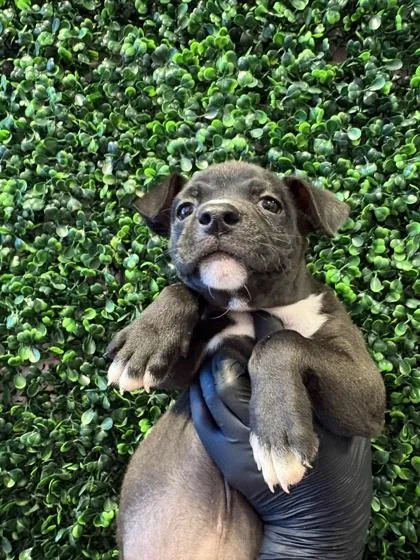 A baby small-sized female Black Mixed Breed dog named 61583147 for adoption in El Paso, TX