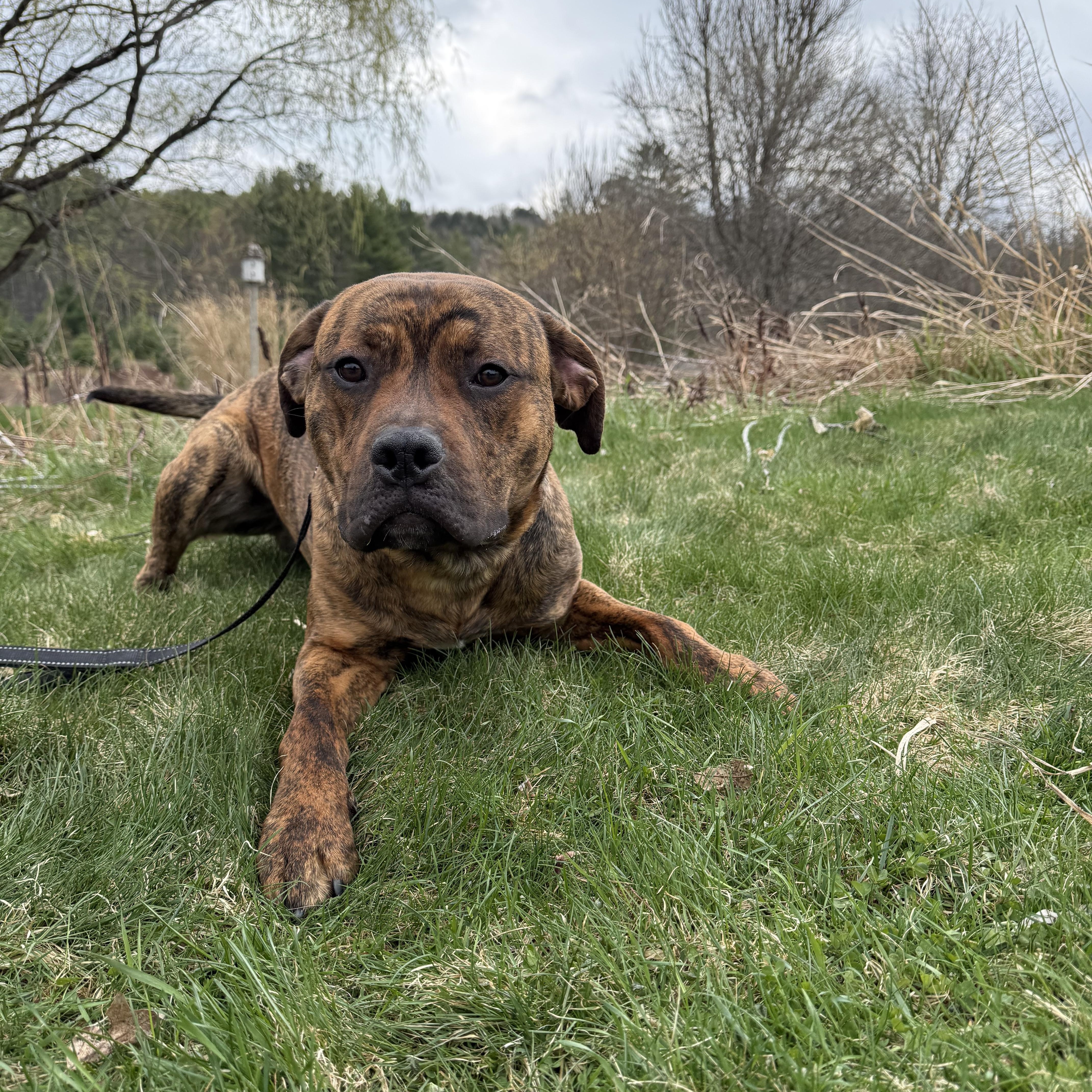 A young large-sized male Pit Bull Terrier dog named Karoo for adoption in Brownsville, VT