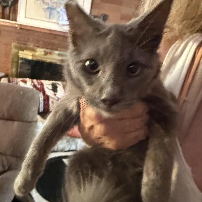 A baby medium-sized male Gray / Blue / Silver Russian Blue cat named Sterling for adoption in Las Vegas, NV