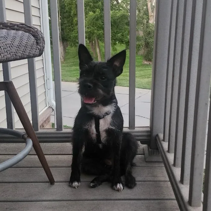 A young small-sized female Black Boston Terrier dog named Peaches in NE for adoption in Elkhorn, NE