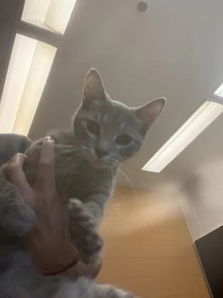 An adult medium-sized female Gray / Blue / Silver Domestic Short Hair cat named Osha for adoption in Wichita, KS
