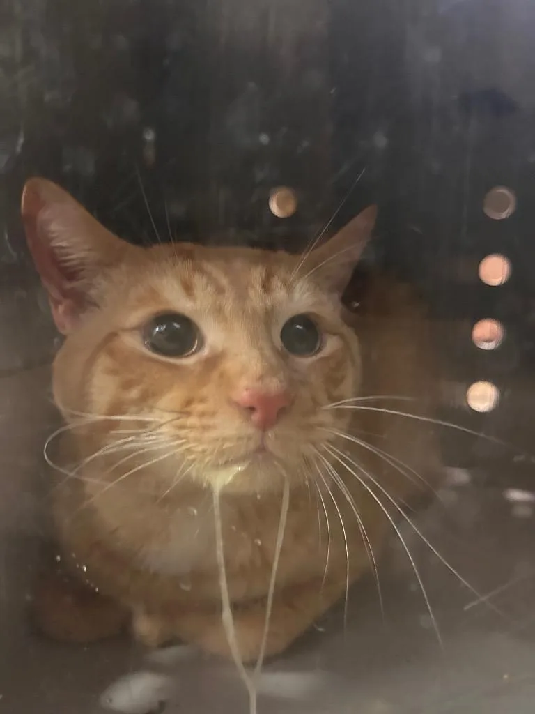 A young medium-sized male Domestic Long Hair cat named Garfield for adoption in Douglasville, GA