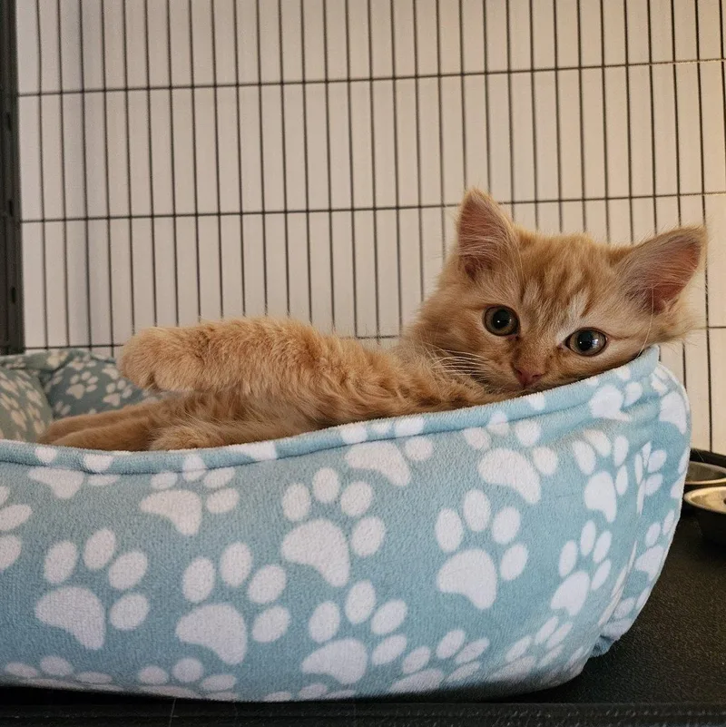 Leo And Buddy thumbnail 2