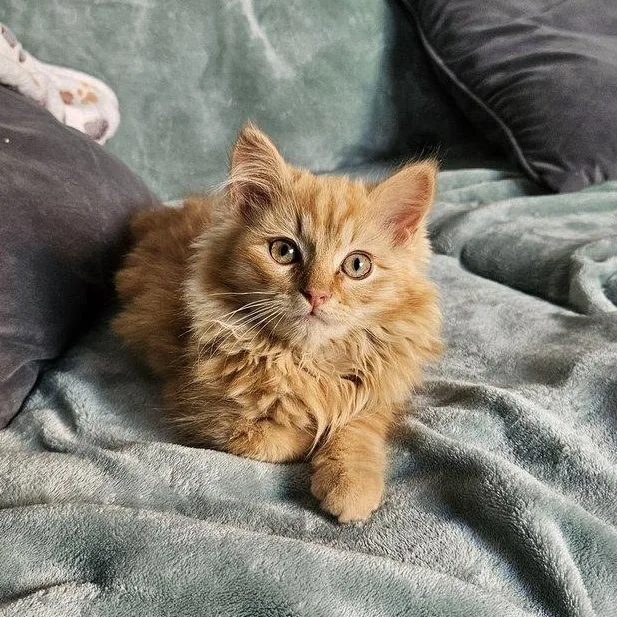 Leo And Buddy thumbnail 3