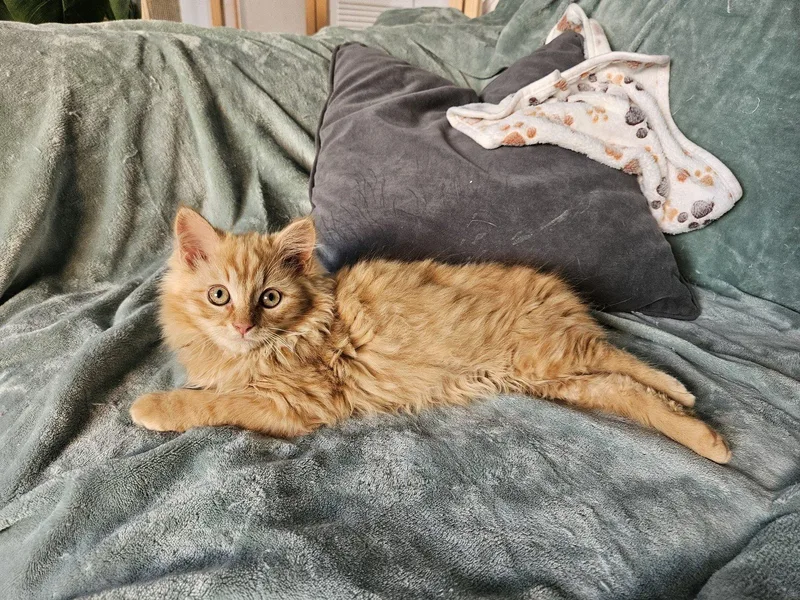 Leo And Buddy thumbnail 4