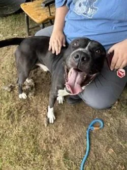 An adult large-sized male Black Boxer dog named Ace for adoption in Ellijay, GA