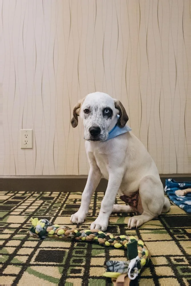 A baby large-sized male Mixed Breed dog named Tibbers for adoption in Papillion, NE