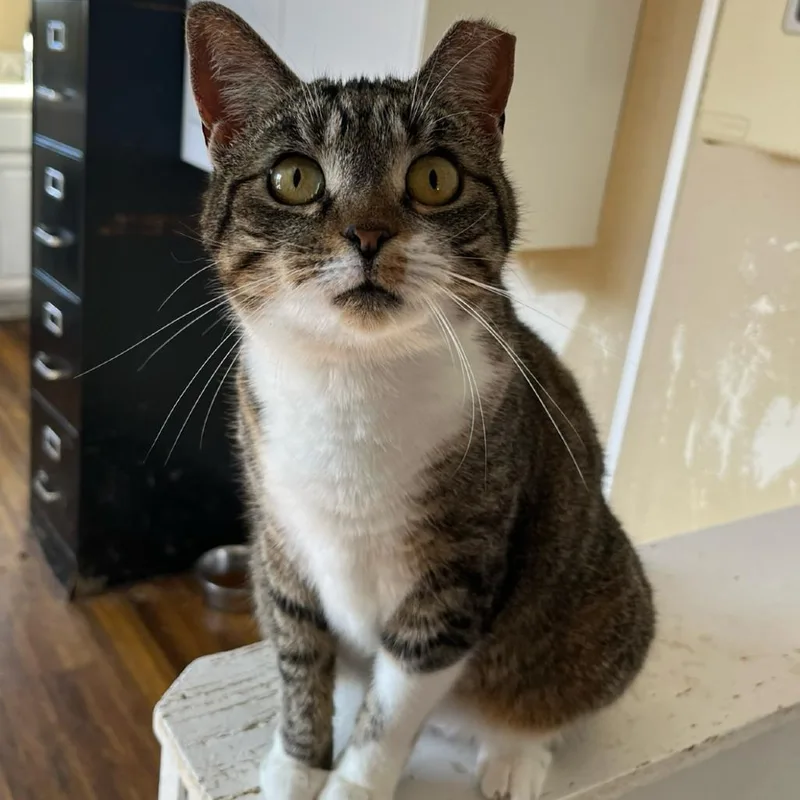 Coraline thumbnail 2