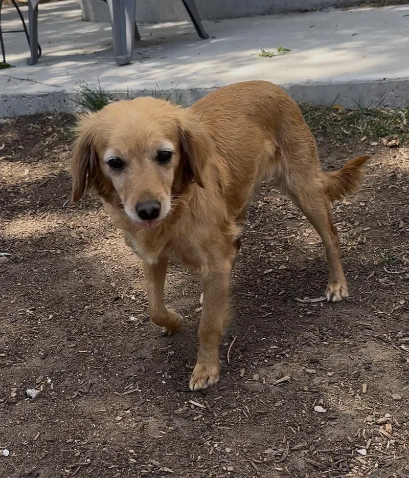 An adult small-sized female Dachshund dog named Bailey for adoption in Windsor, CO