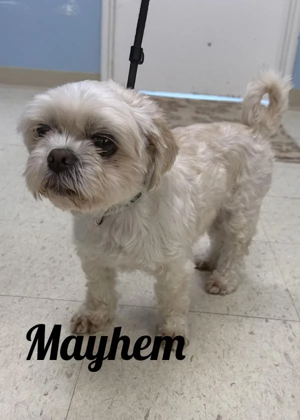 A senior small-sized male Apricot / Beige Shih Tzu dog named Mayhem for adoption in Manistee, MI