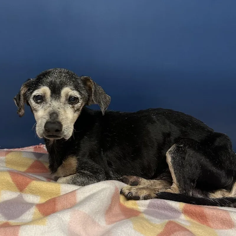 A senior small-sized male Black Chihuahua dog named Zipper for adoption in Yuma, AZ