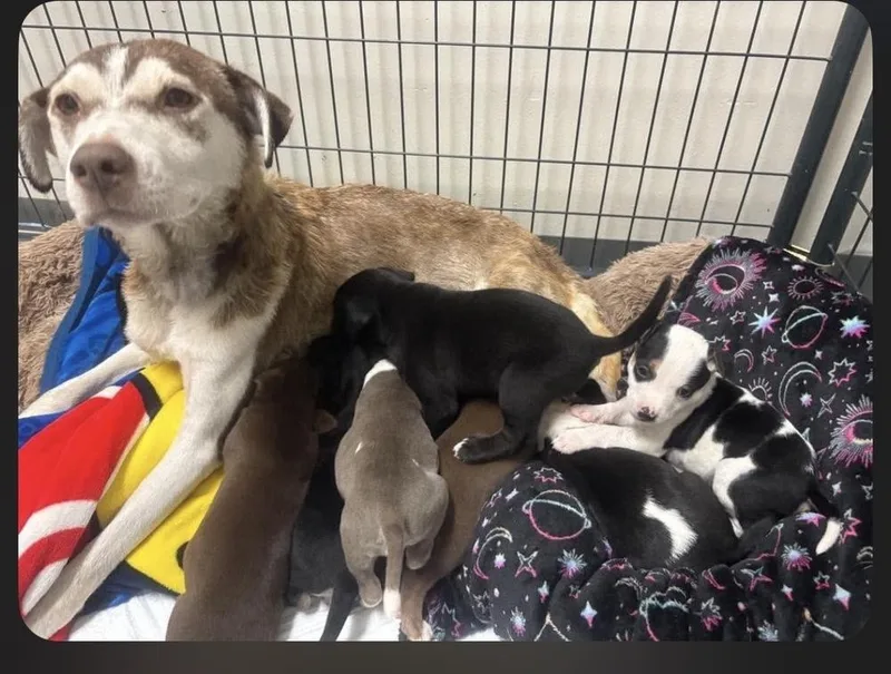 An adult medium-sized female Brown / Chocolate Husky dog named Gladys for adoption in Clinton Township, MI