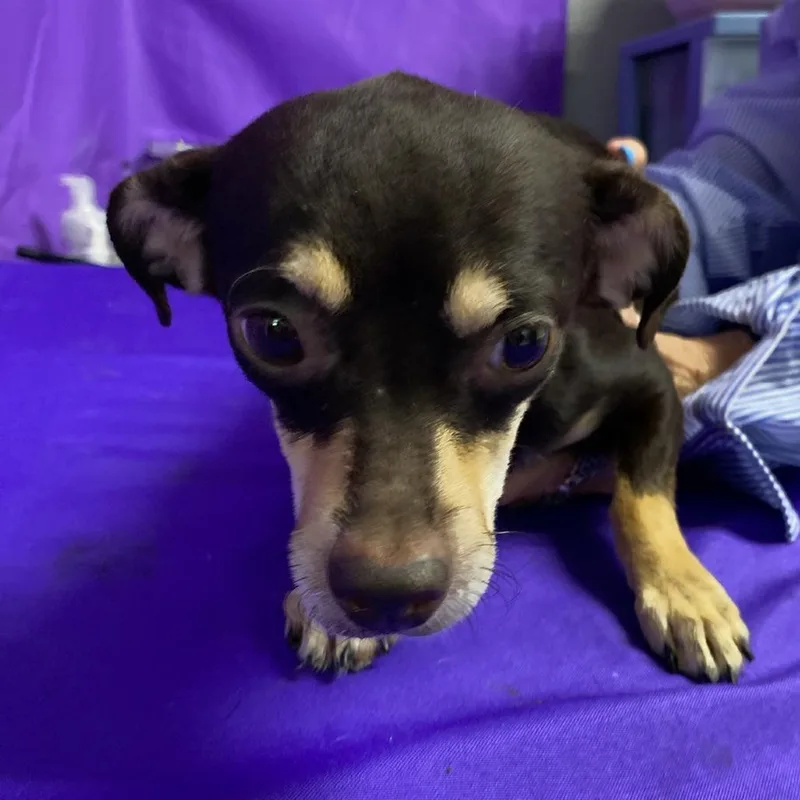 An adult small-sized female Black Miniature Pinscher dog named Lulu for adoption in North Myrtle Beach, SC