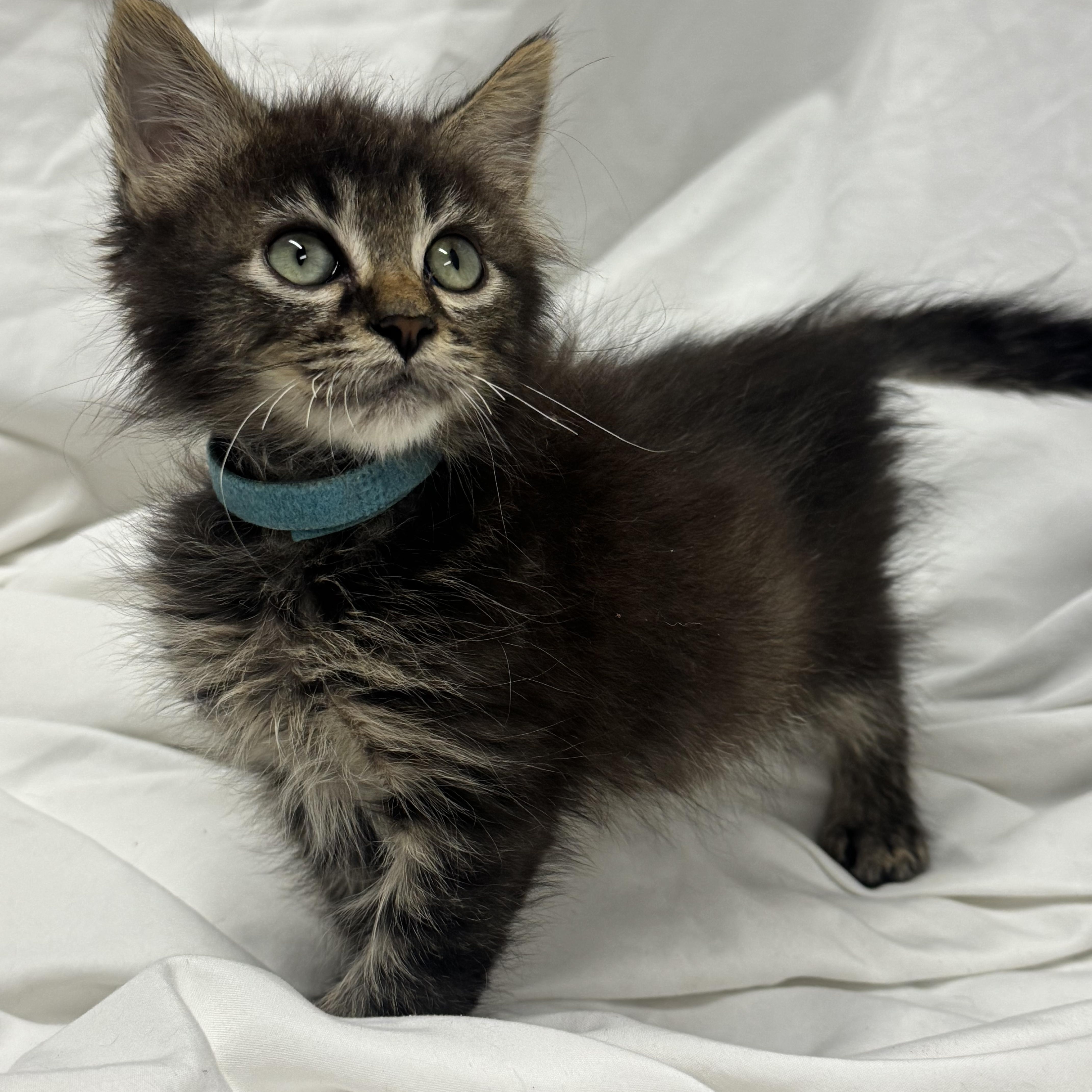 A baby medium-sized male Domestic Long Hair cat named Linus for adoption in Fredericksburg, VA