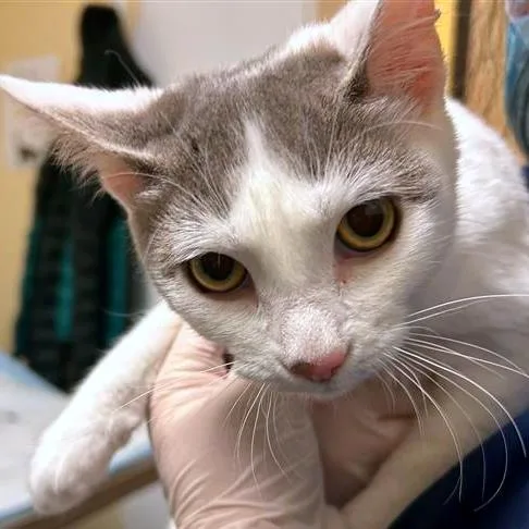 A young small-sized female Domestic Short Hair cat named Laura Palmer for adoption in Woodinville, WA