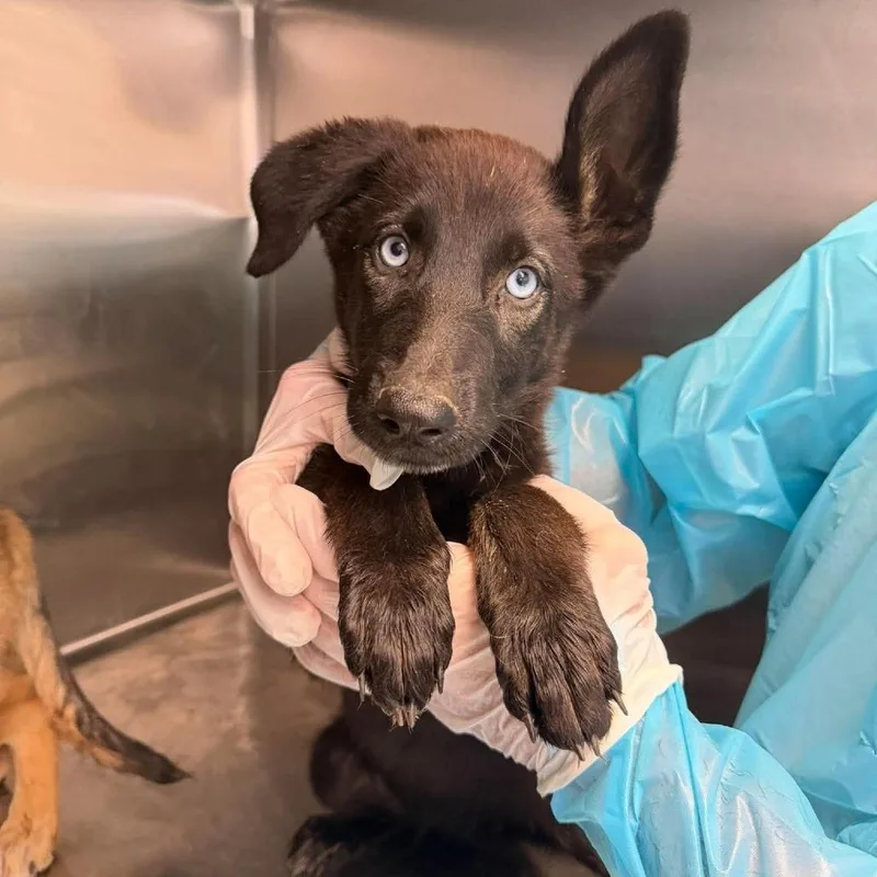 A baby small-sized female Black Mixed Breed dog named Cati for adoption in Bastrop, TX