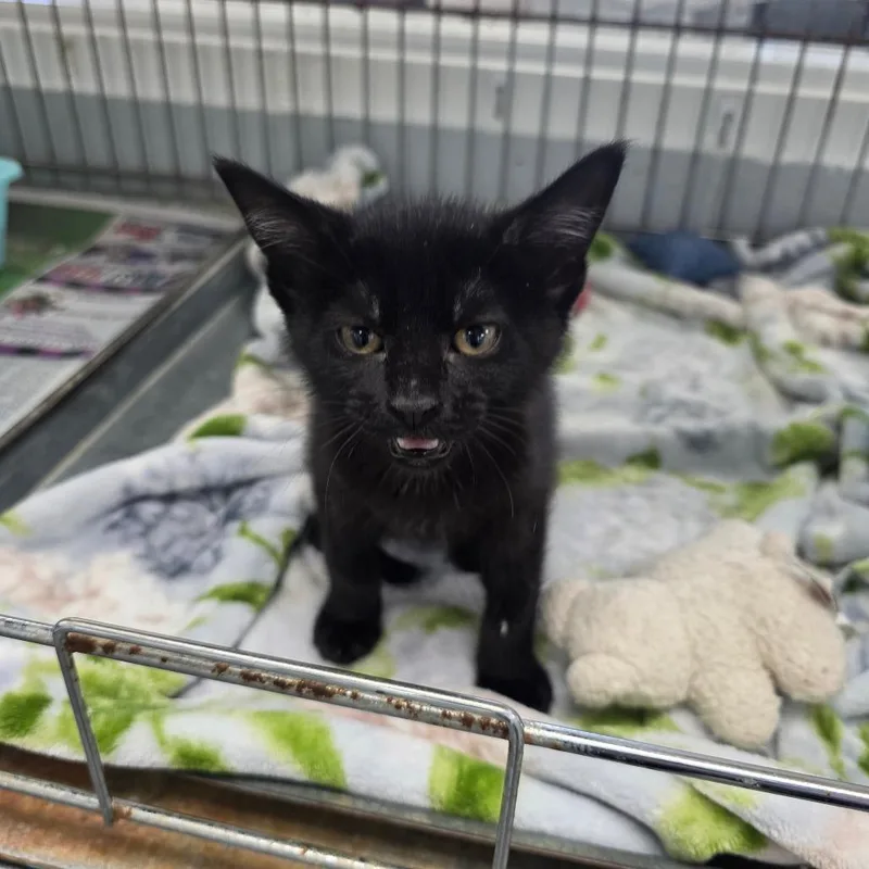 A baby small-sized female Black Domestic Short Hair cat named Sage for adoption in Duncan, OK