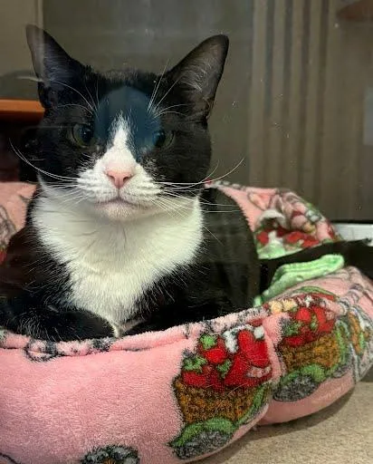 An adult medium-sized female Domestic Short Hair cat named Dolly for adoption in Washington, DC