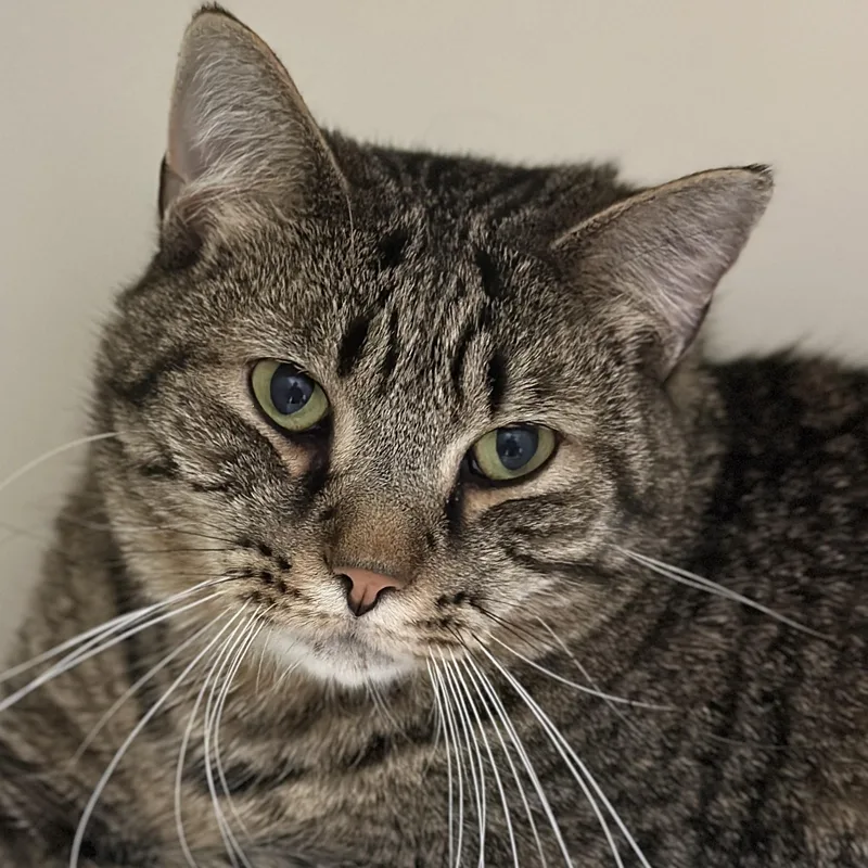 An adult large-sized male Tabby (Brown / Chocolate) Domestic Short Hair cat named Comet for adoption in Victor, NY