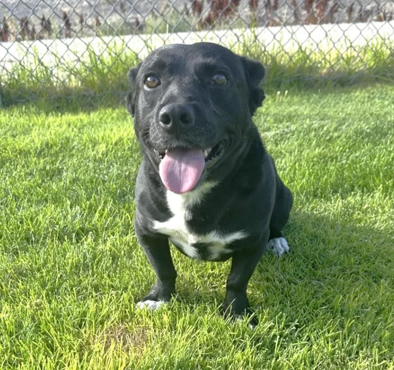 An adult medium-sized male Black Corgi dog named 61574633 for adoption in Elko, NV