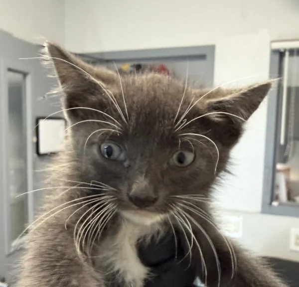 A baby small-sized male Domestic Short Hair cat named Bailey for adoption in El Cajon, CA