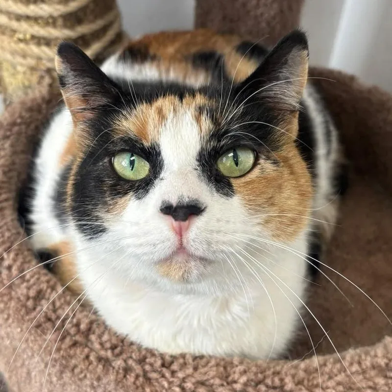 An adult large-sized female White Domestic Short Hair cat named Calliope for adoption in Hamburg, NY