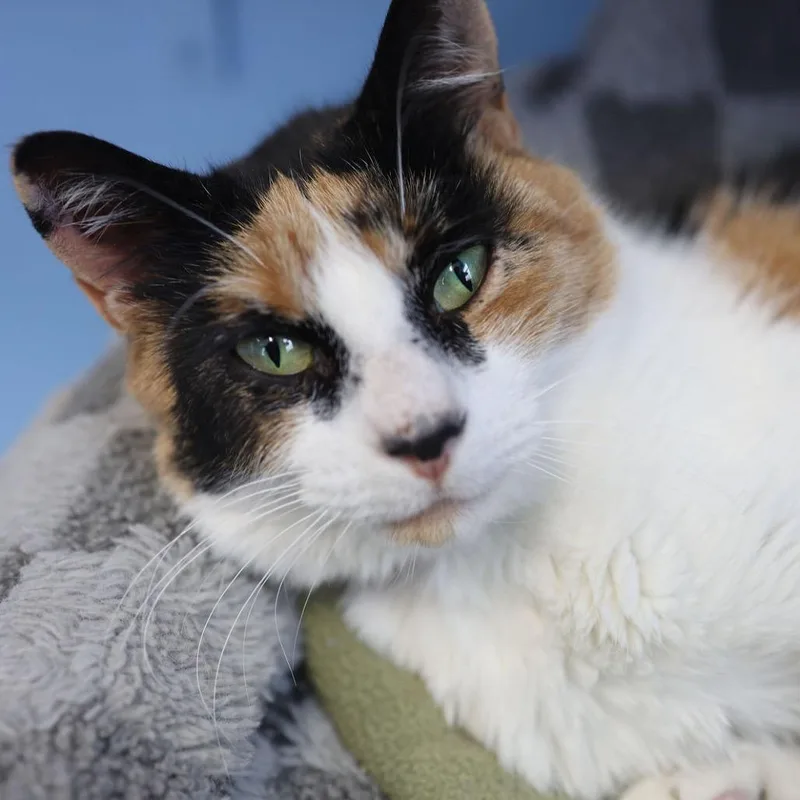 Calliope thumbnail 2