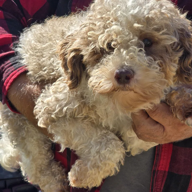 An adult small-sized male White / Cream Cavapoo dog named Tutti Fruity for adoption in Zaleski, OH