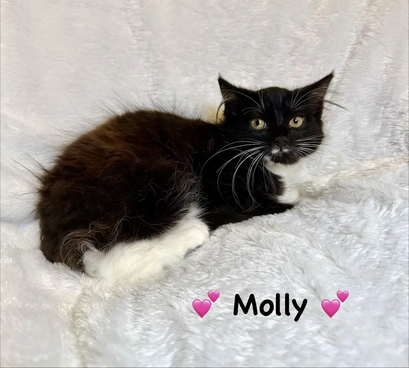 A baby medium-sized female Black & White / Tuxedo Domestic Long Hair cat named Molly for adoption in Copley, OH
