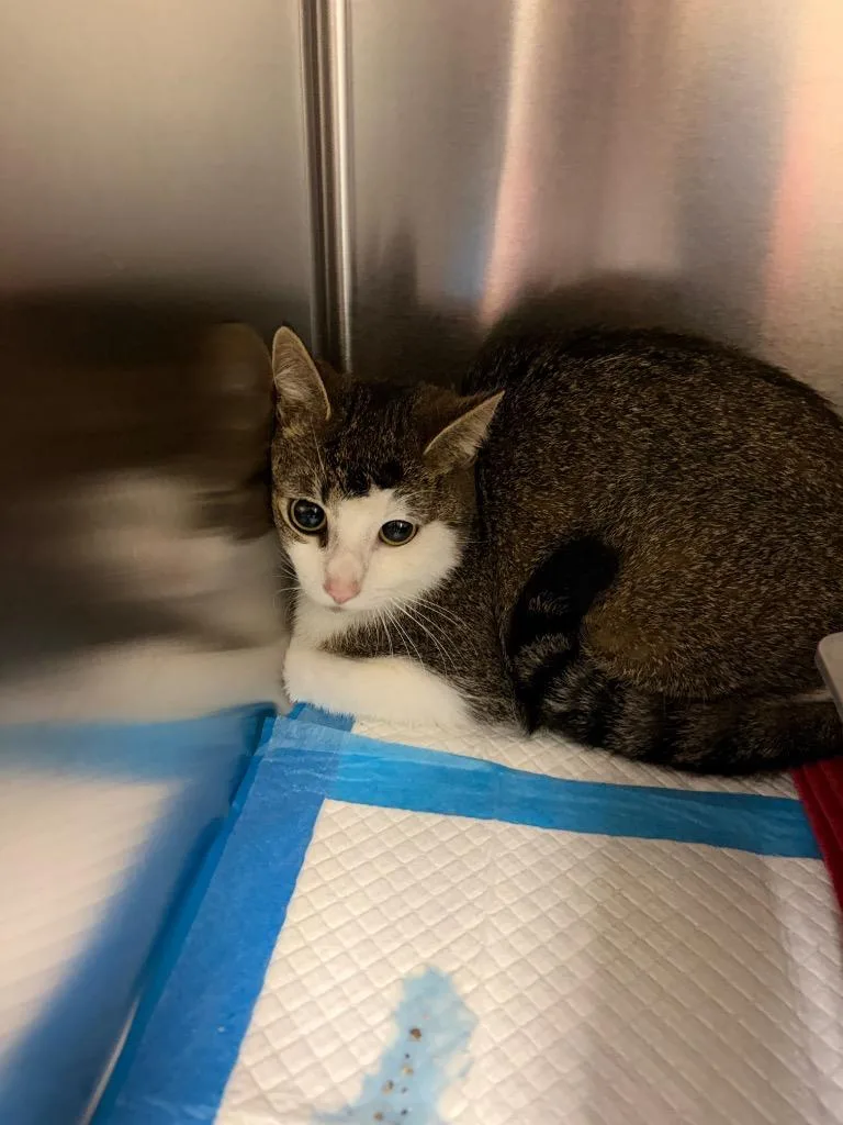 A young medium-sized female American Shorthair cat named Molly for adoption in Wintersville, OH
