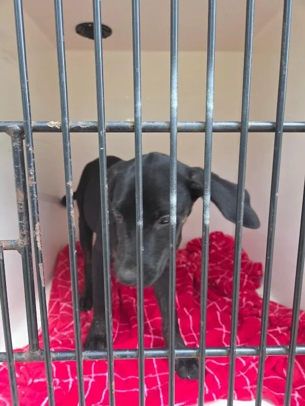 A young medium-sized male Black Mixed Breed dog named Hiccup for adoption in Mobile, AL